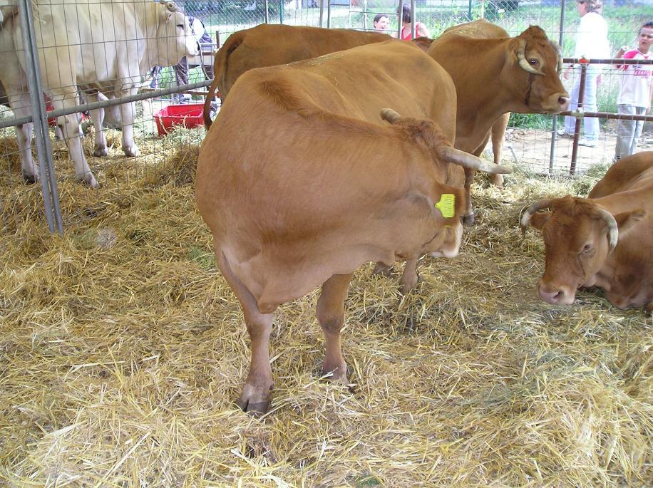 FieraBestiane (22).JPG